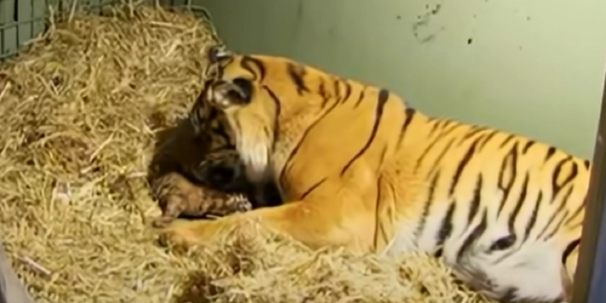 Tiger føder livløs unge – men så gør moren dette, og kort efter trækker ungen vejret igen