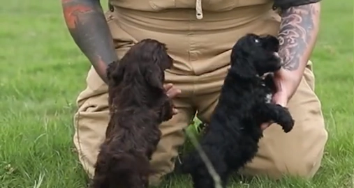 Hundeekspert advarer mod udbredt vane: Alt for mange ejere er skyldige i at gøre det