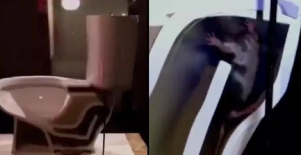 I chok over video: Så nemt kan en rotte komme igennem dit toilet