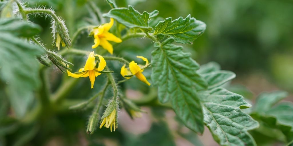 Blomstrer dine tomatplanter uden frugt? Her er gartnerens årsager