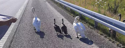 Politiet advarer, hvis man kører i dette område: Fuglefamilie førte til kollision på motorvejen