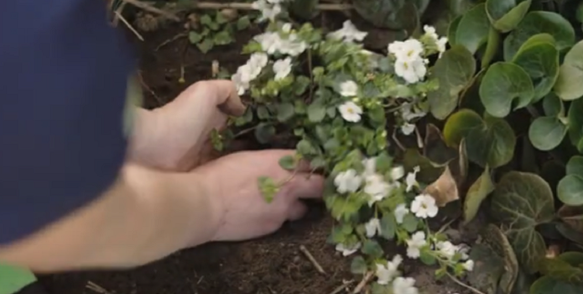 Næsten ingen ved det: Disse tre køkkeningredienser dræber havens ukrudt på magisk vis