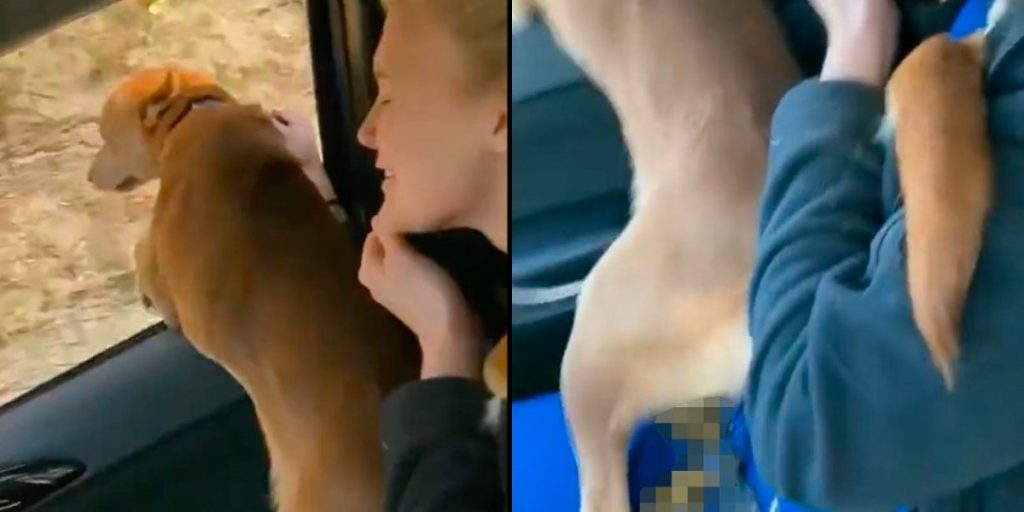Hun lader sin hund stå på hende i bilen: Pludselig får hun en ulækker ‘gave’