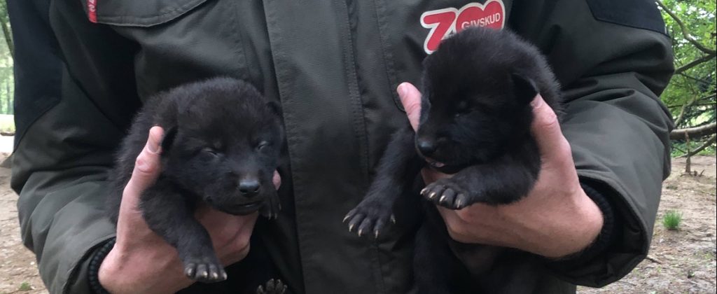 Fandt hunde efterladt i papkasse: Viste sig at være noget helt andet