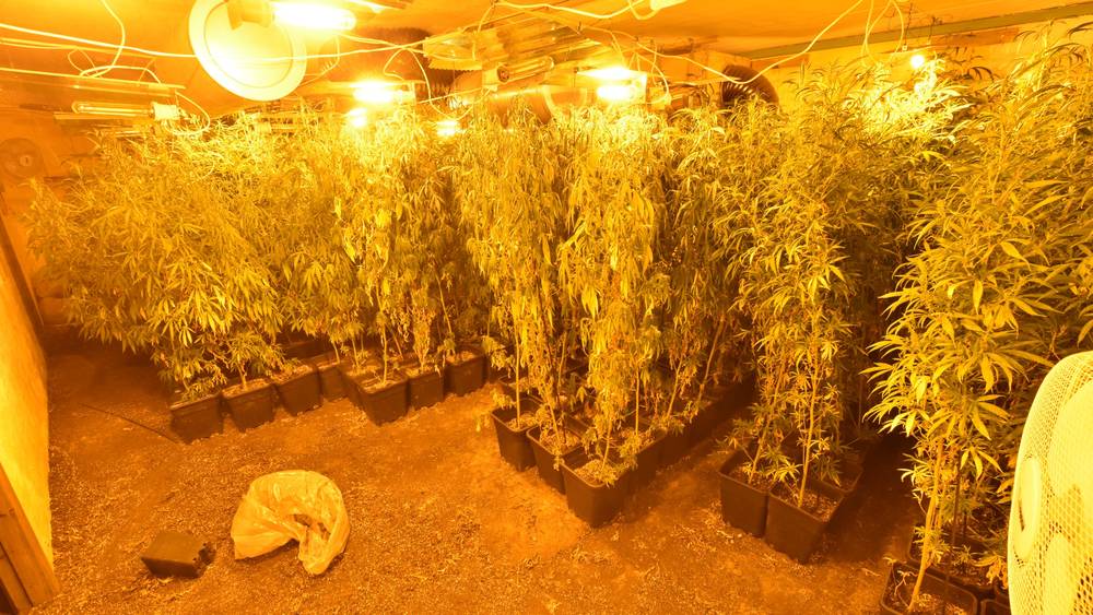 Gemt dybt inde i de norske fjelde: Cannabis-plantage med dansker bag stjal strøm for 400.000 kroner