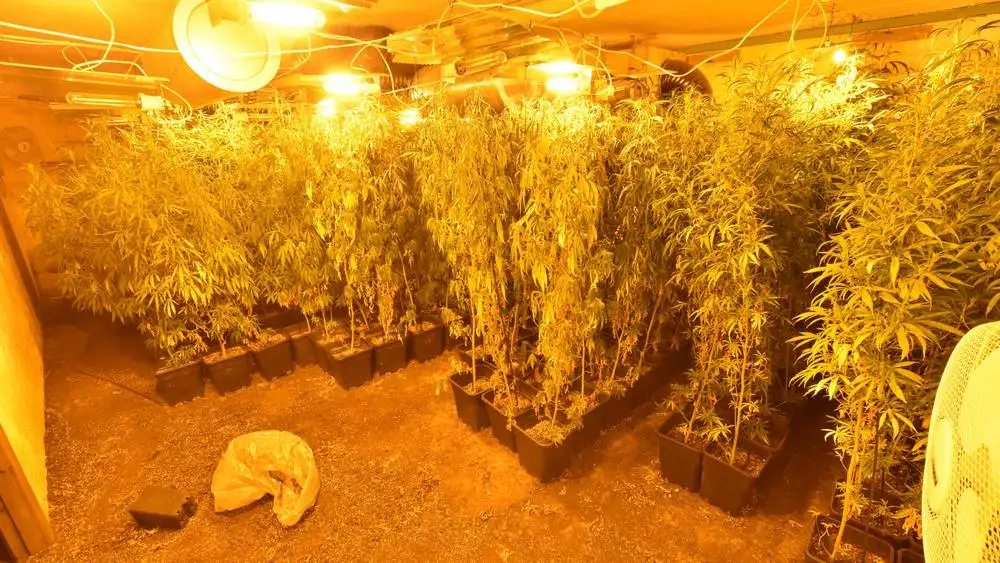 Gemt dybt inde i de norske fjelde: Cannabis-plantage med dansker bag stjal strøm for 400.000 kroner