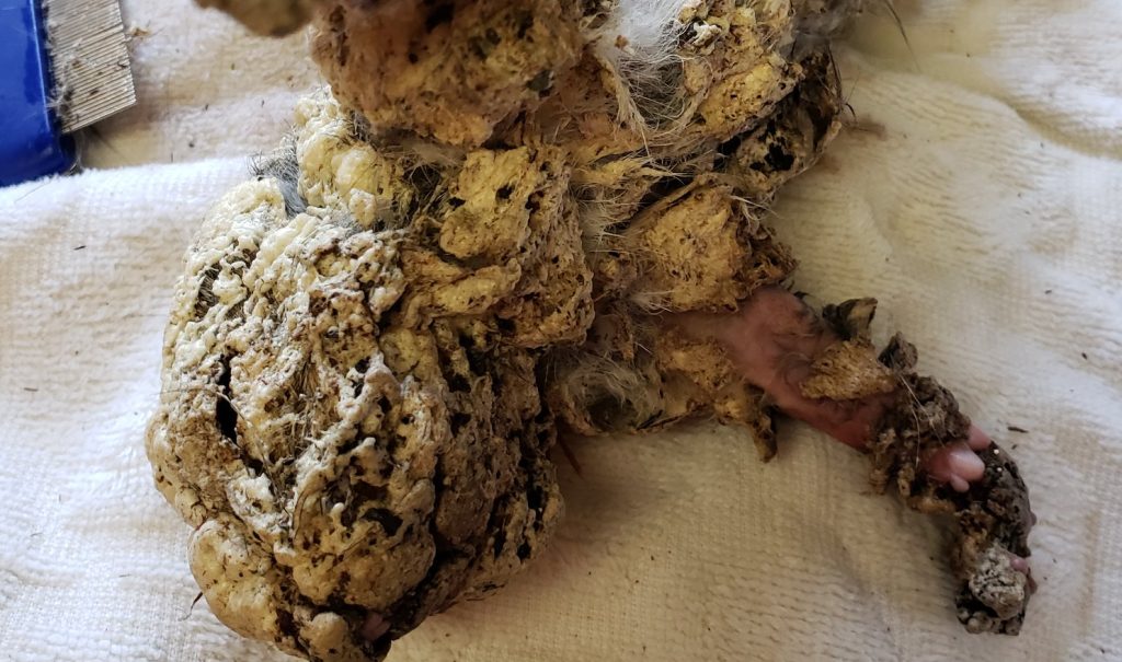 Teenagere hyldes som helte: Redder “frossent” lille væsen