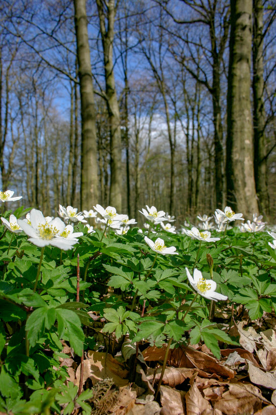 Foråret er hektisk for anemoner og de andre beboere i skovbunden
