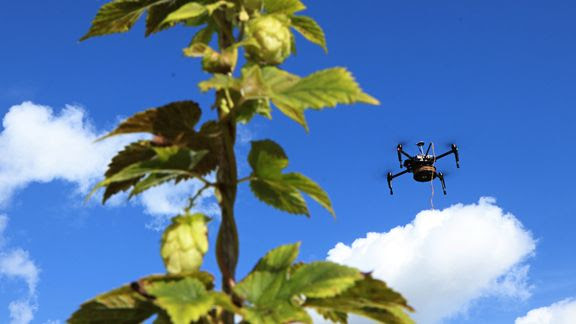 Øl-drone kan genrejse dansk produktion af humle