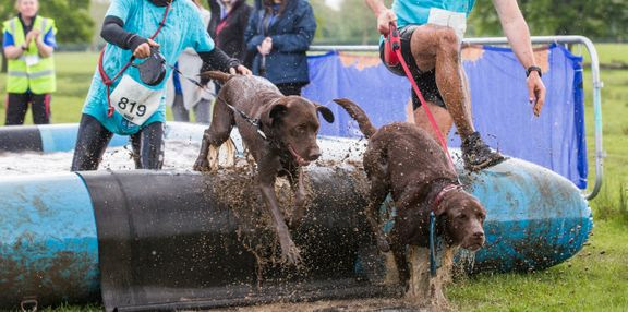 Vandhunde og deres ejere hygger til fordel for velgørenhed: Muddy Dog kommer til Danmark