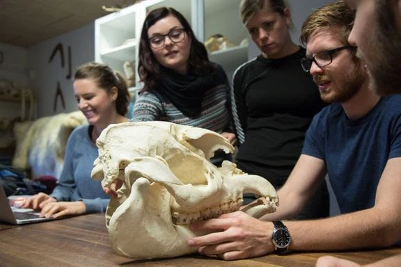 Universitetsstuderende sættes i bur: Skal studere sammen med bævere, bjørne og bavianer