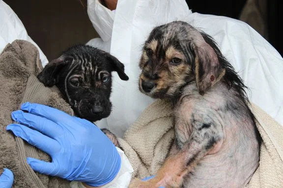 15 hunde vasket i terpentin – ejer idømt 60 dages betinget fængsel