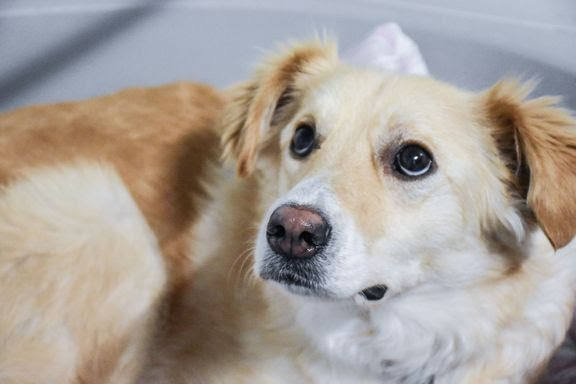 Størstedelen af danskerne støtter begrænsning: Nytårskrudt skræmmer dyr og skader miljøet