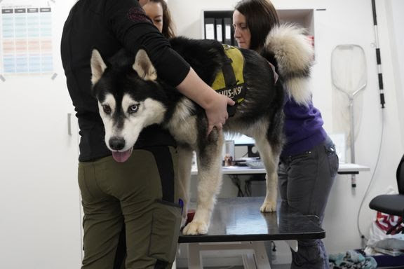 Verdens mest populære serie har skabt modehunde, som ofte ender på internat