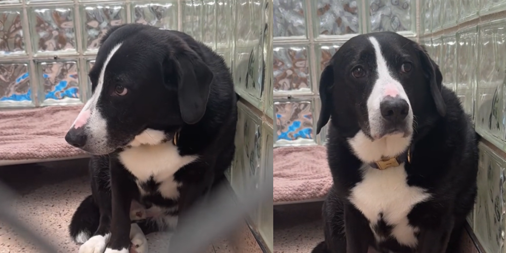 Efter 8 år i sin families trygge hjem bliver hund pludselig efterladt på et dyreinternat