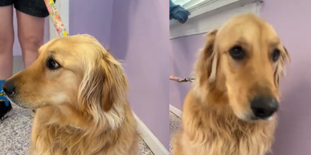 Forvirret hund bliver efterladt på internat – bliver ved med at kigge efter ejer gennem 2,5 år