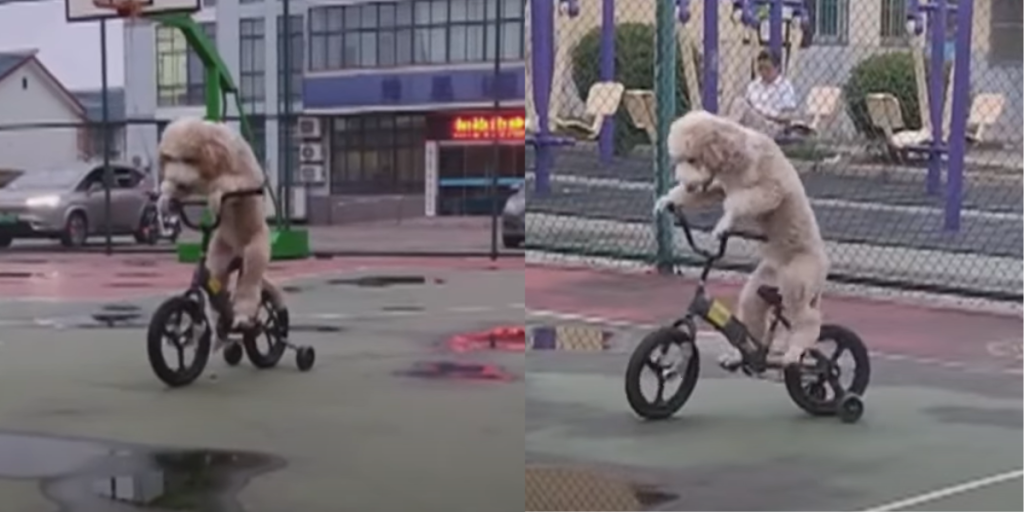 Puddel på pedaler: Hund cykler sig til internetberømmelse