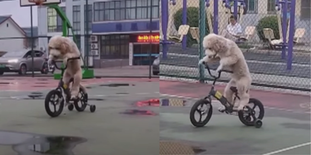 Puddel på pedaler: Hund cykler sig til internetberømmelse