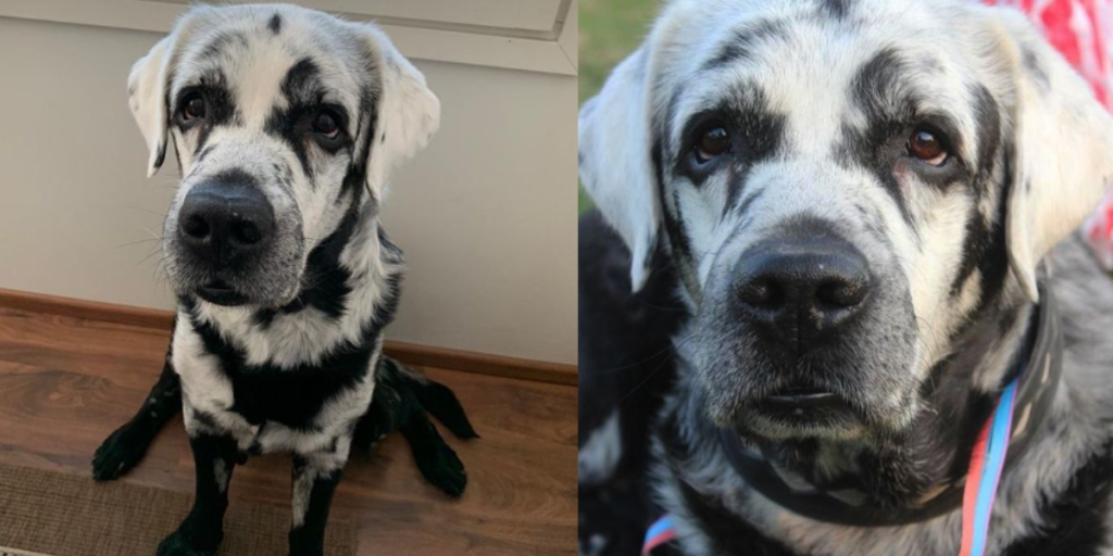Mød Blaze: Den sorte labrador, der pludselig blev hvid