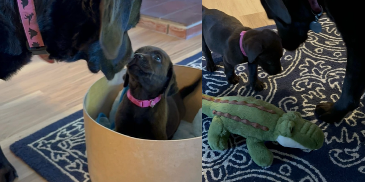 Når en hund møder sig selv i mini-udgave: Bedste venner for livet efter få sekunder