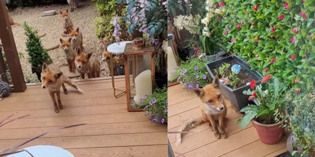 Et usædvanligt venskab: Kvinde har fodret den samme vilde rævefamilie i 25 år