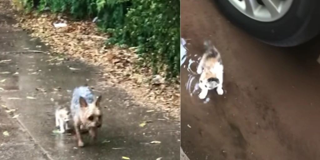 Hund finder en lille killing og tager den med hjem: Redder den fra uvejret