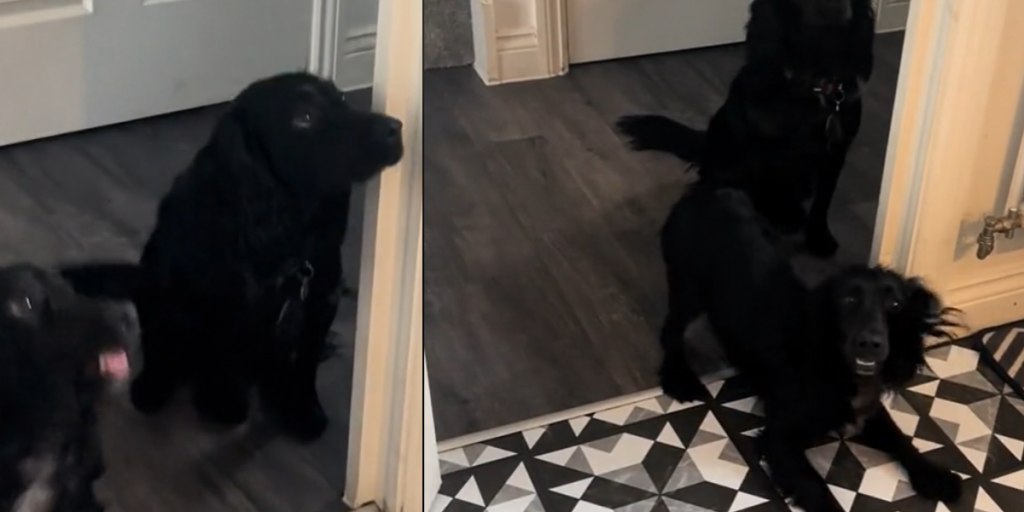 Internettet elsker sjov hundevideo: To hunde med meget forskellige personligheder