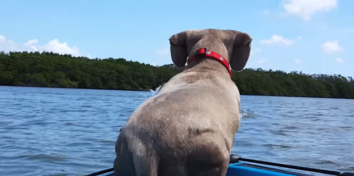 Tina var på sejltur med sin hund, da de opdager noget i vandet: Sekundet efter sker det utænkelige