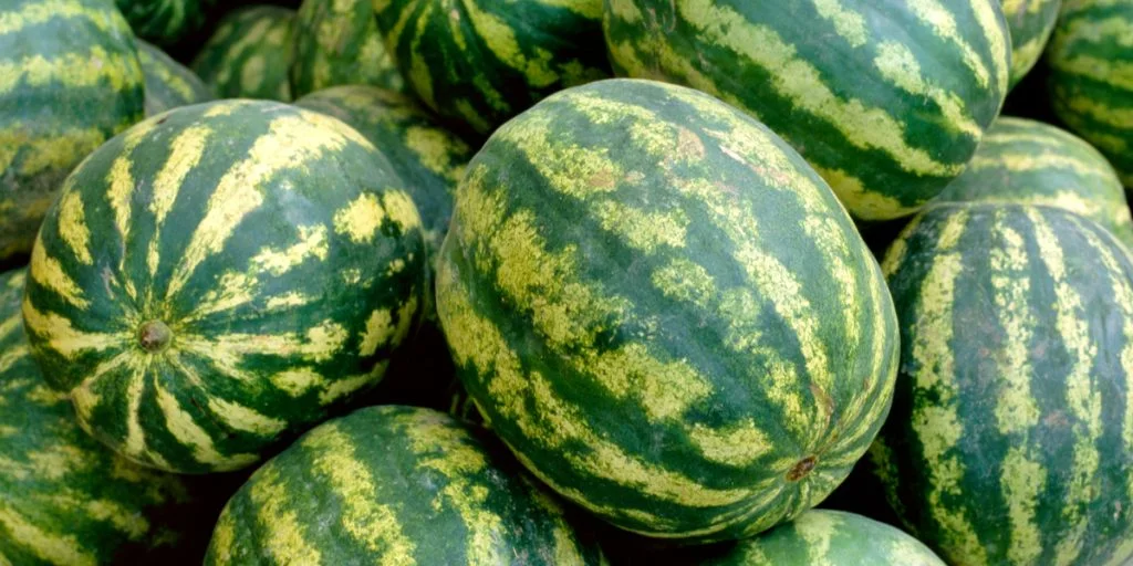 Ny metode garanterer altid en sød vandmelon: Har endnu ikke slået fejl