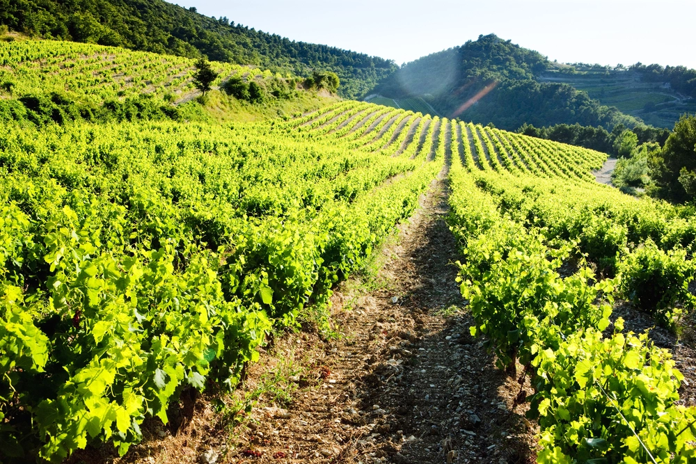 Gør klar til sensommeren med en fremragende vin fra byen Lirac