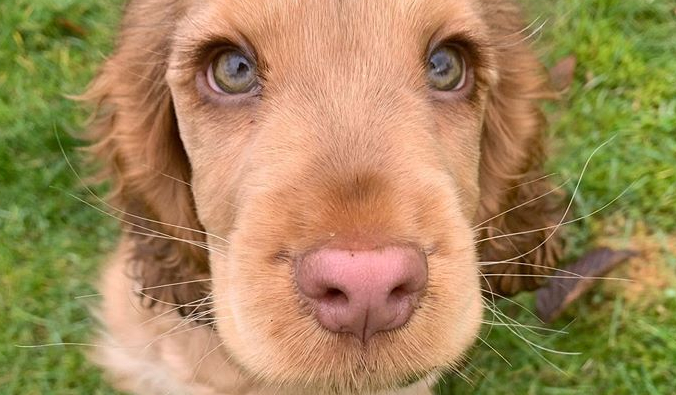 Cockerspanielen Winnie får nettet til at gå amok: Kan du gætte hvorfor?