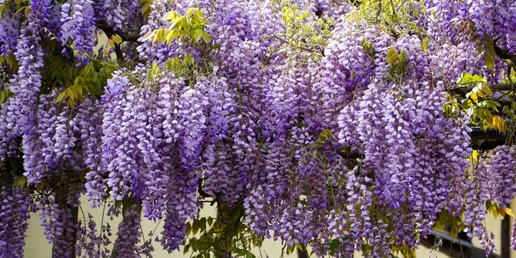 Dette bør du gøre med din blåregn i august – sikrer næste års blomster