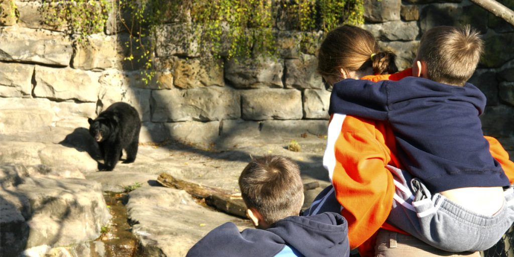 Tragisk ulykke i Zoo: 3-årig mister armen