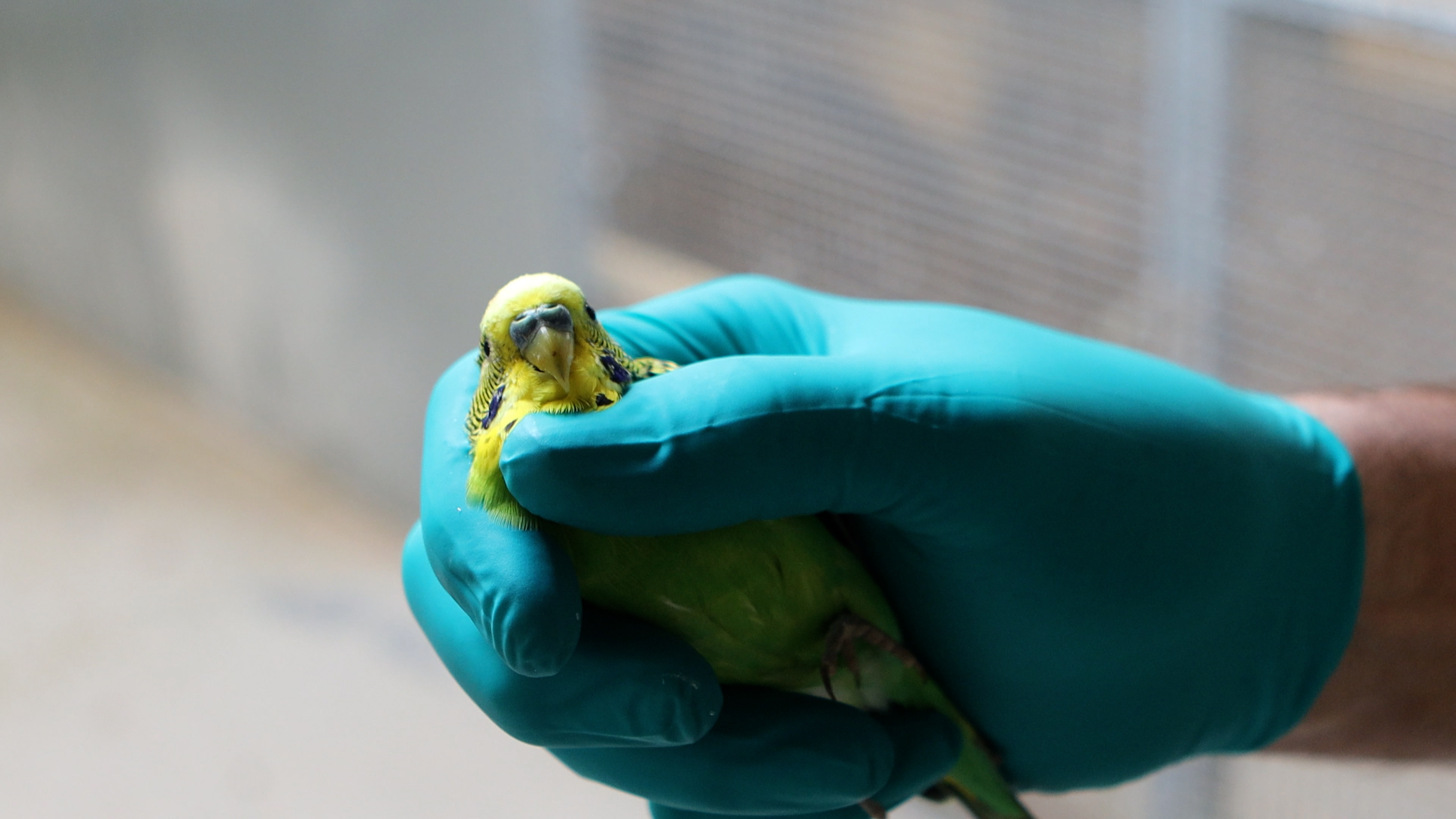 Zoologisk Have deler god nyhed