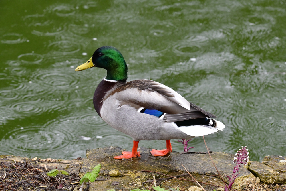 Flyvende and slog kvinde bevidstløs: Du gætter aldrig hvordan
