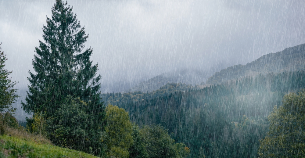skov grantræ natur regn